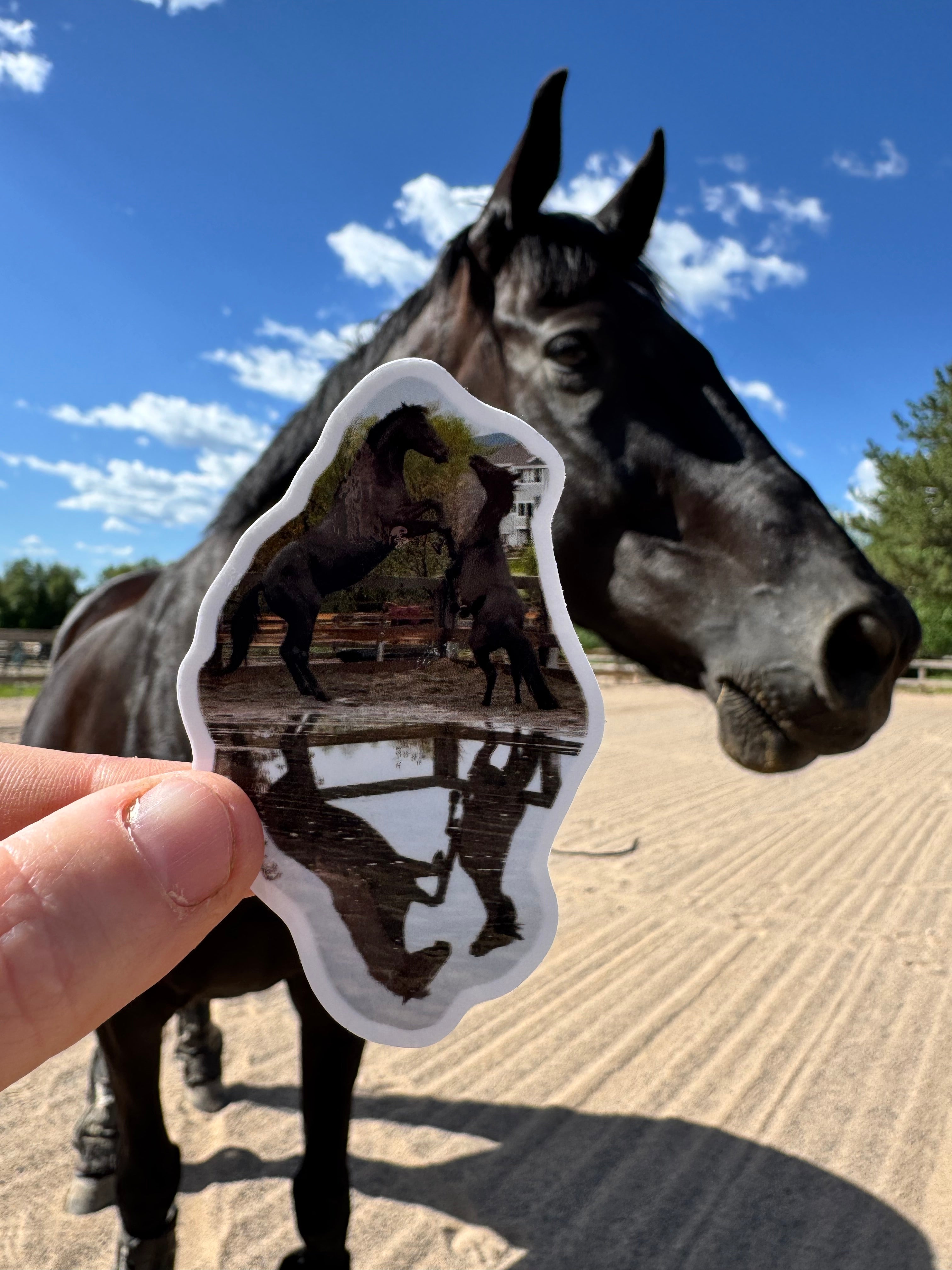 Gus & Tex reflection sticker