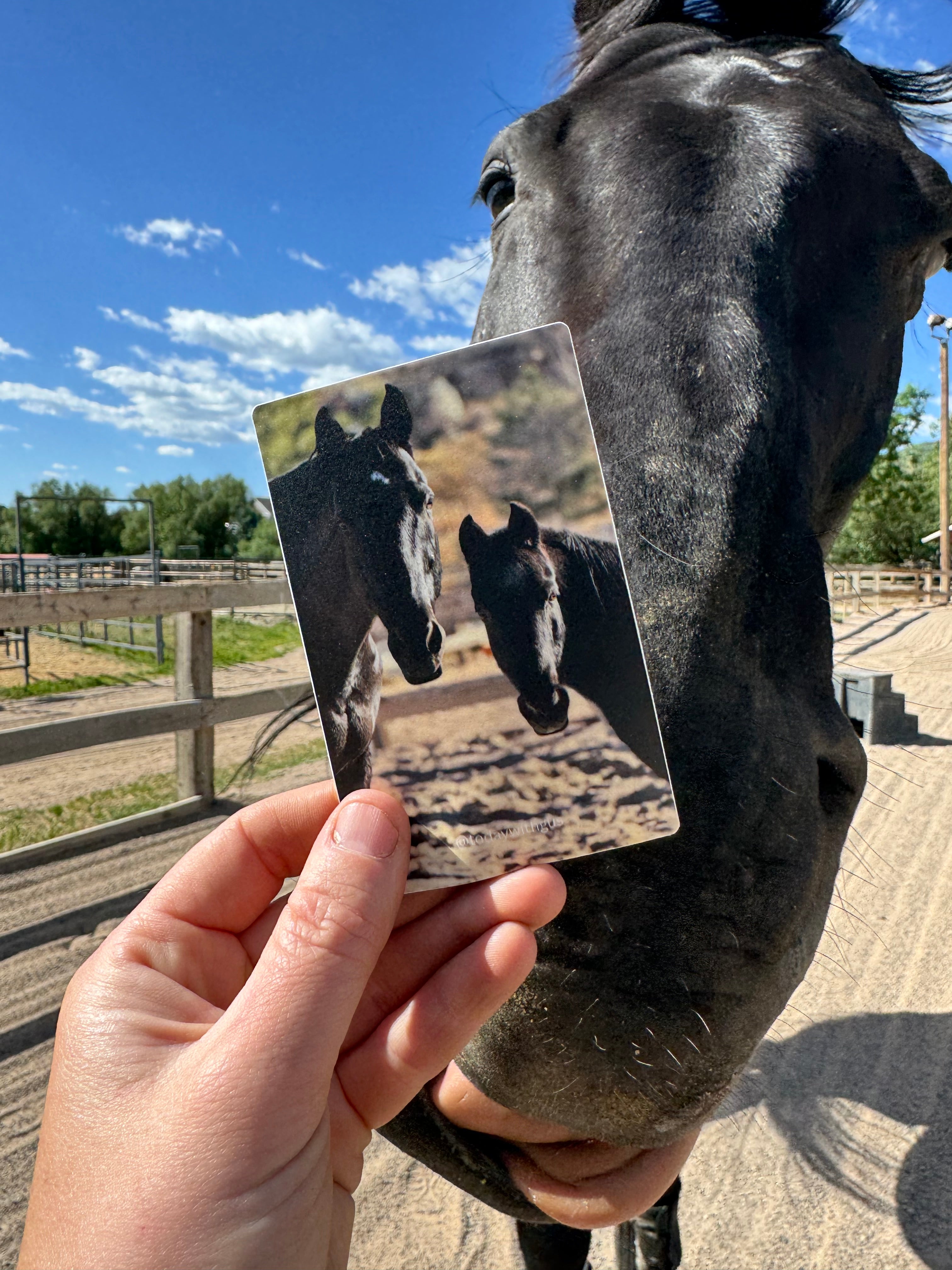 Gus & Tex Sticker Bundle
