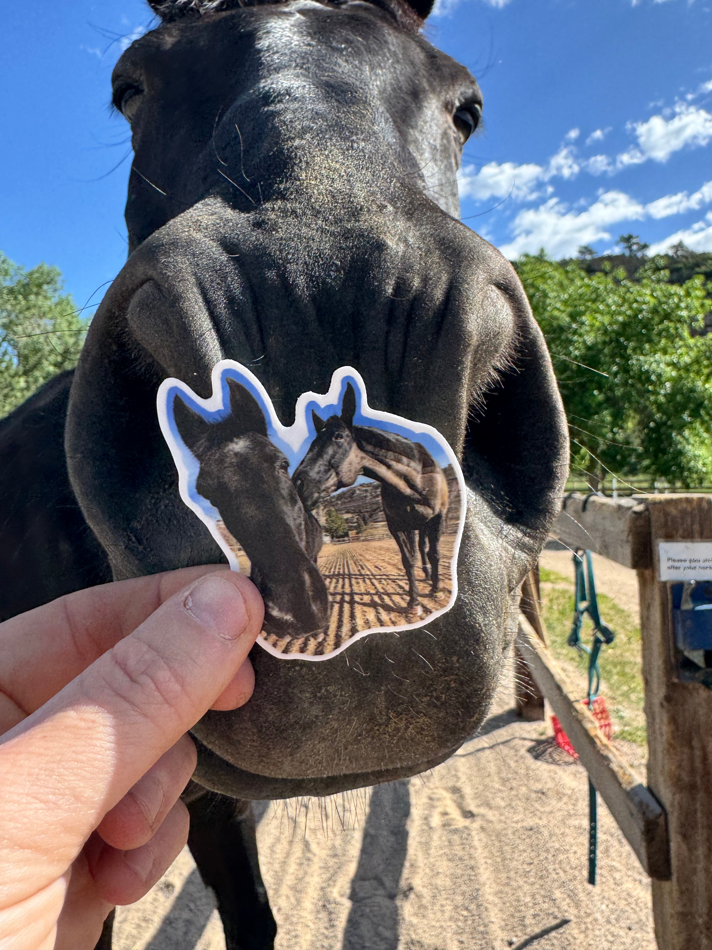 Gus & Tex Sticker Bundle